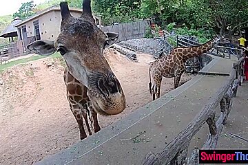 Amateur teen 18+ Couple Visits An Animal Park And Have Dirty Sex Afterwards