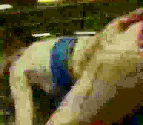 Chinese Babe Strapon Fucked