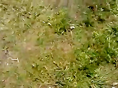Dickflash - Jerking for a topless sunbather  360p