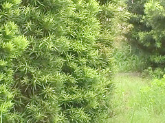 Fabulous Japanese whore Hinata Komine, Kyouko Maki in Best Public JAV clip