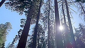Fun In The Sequoia National Forest
