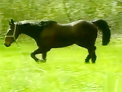 Gay gives sloppy oral job