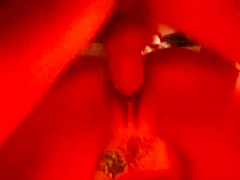 Hank Armstrong Anna Malle hot pool table fuck