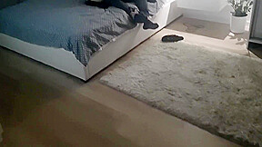 Has A Romentic Breeding Session With Her Long Term Bull, While Hubby Records All Of It