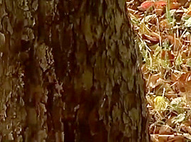 Quick Wank in the Forest